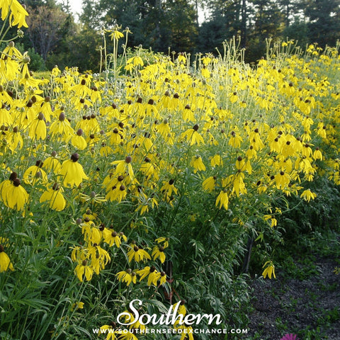 Yellow Coneflower seeds package, 100 count, GrowTime Garden Supply