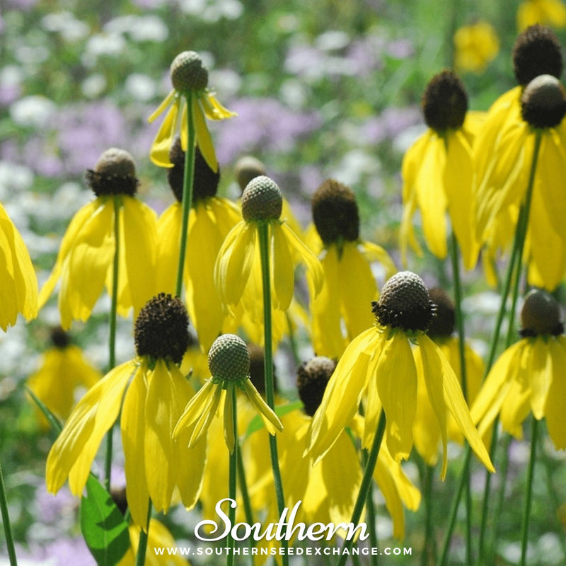 Load image into Gallery viewer, Yellow Coneflower – 100 Seeds
