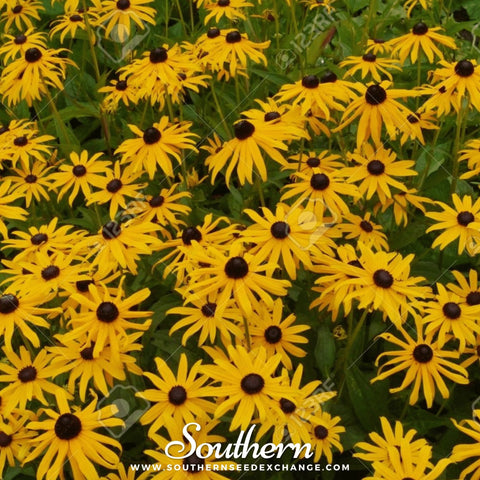 Yellow Coneflower – 100 Seeds, additional product view 2