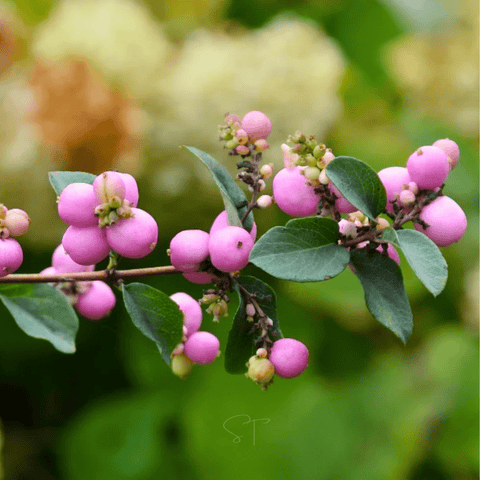Coralberry 30 Seeds