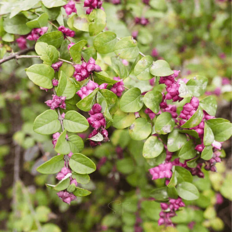 Load image into Gallery viewer, Coralberry – 30 Seeds
