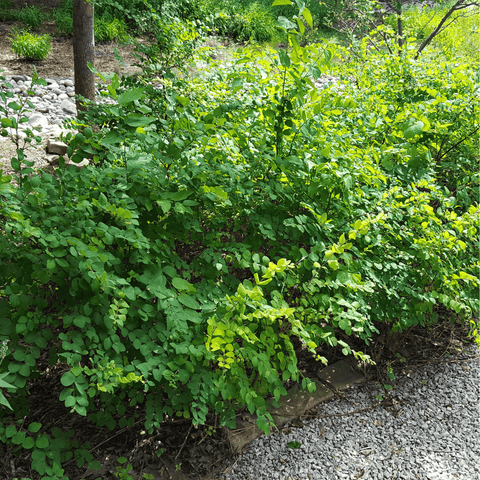 Coralberry – 30 Seeds, additional product view 2