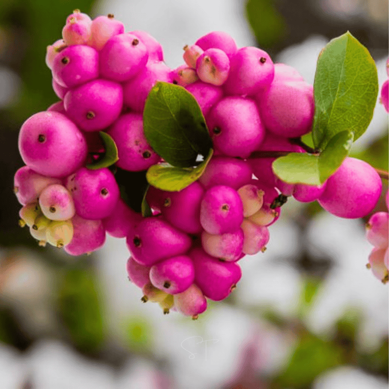 Load image into Gallery viewer, Coralberry – 30 Seeds

