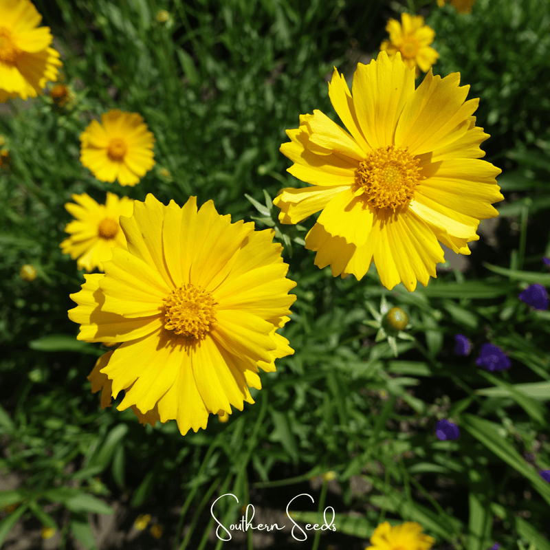 Load image into Gallery viewer, Lance Leaf Coreopsis – 100 Seeds

