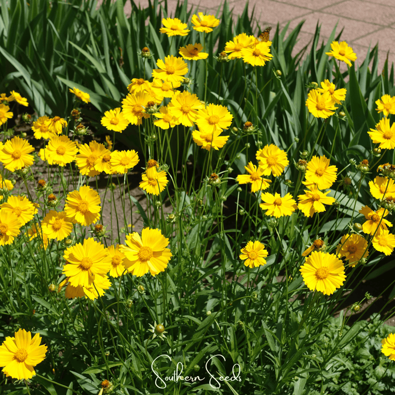 Load image into Gallery viewer, Lance Leaf Coreopsis – 100 Seeds
