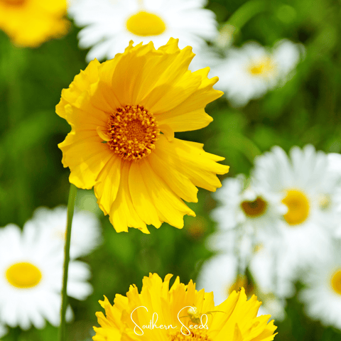 Lance Leaf Coreopsis – 100 Seeds, additional product view 2