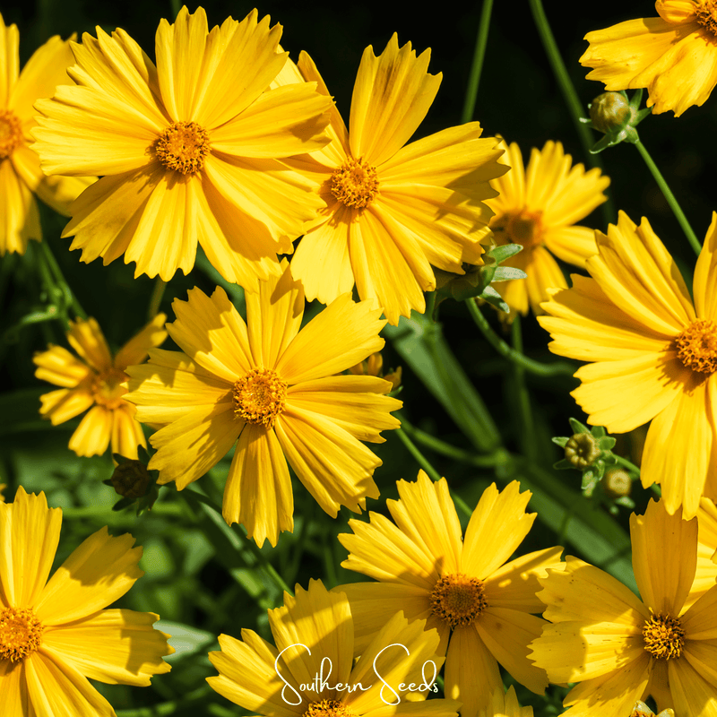 Load image into Gallery viewer, Lance Leaf Coreopsis – 100 Seeds
