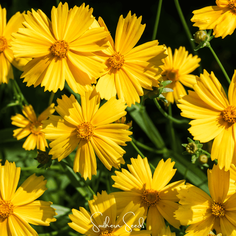 Lance Leaf Coreopsis 100 Seeds