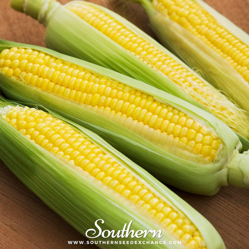 Load image into Gallery viewer, Bantam 12 Row Corn – 30 Seeds
