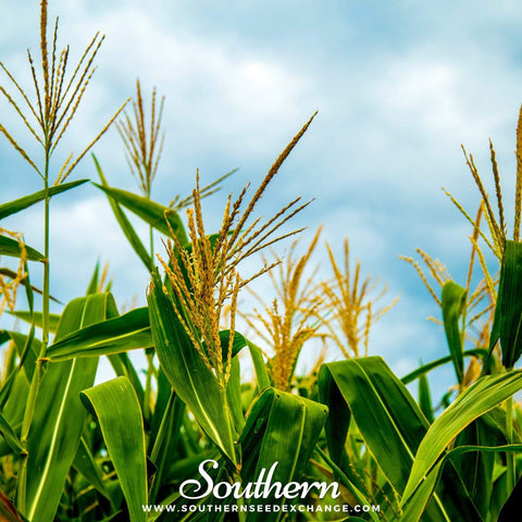 Bantam 12 Row Corn – 30 Seeds, additional product view 2
