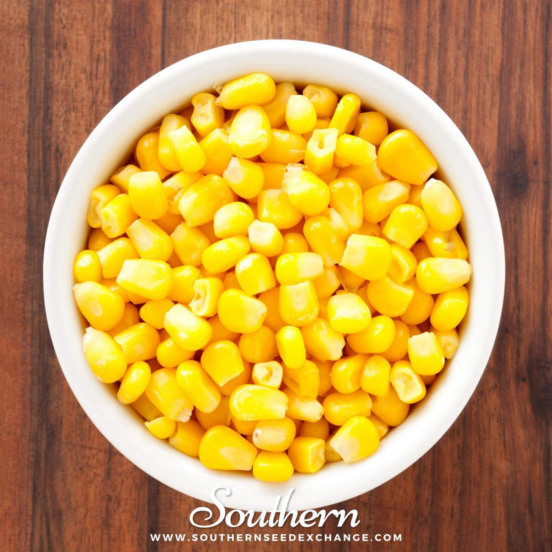 Load image into Gallery viewer, Bantam 12 Row Corn – 30 Seeds
