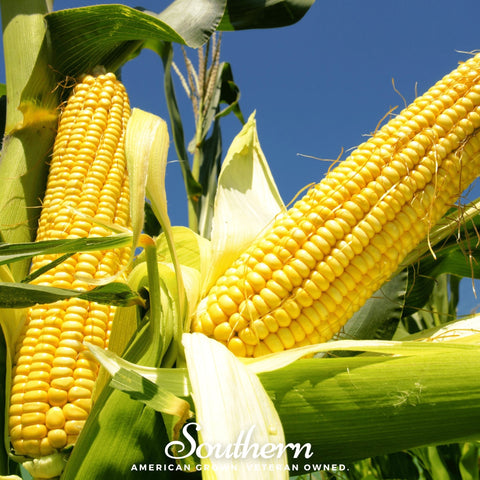 Bodacious Corn seeds package, 30 count, GrowTime Garden Supply