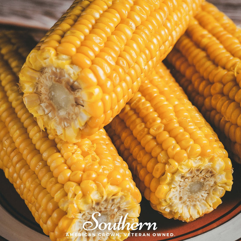Load image into Gallery viewer, Bodacious Corn – 30 Seeds
