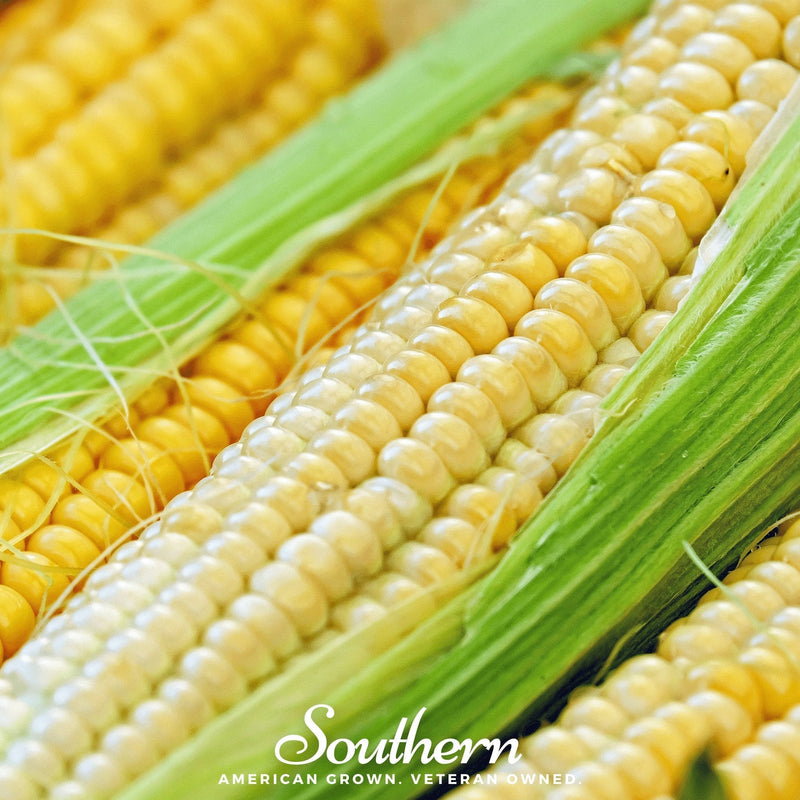 Load image into Gallery viewer, Bodacious Corn – 30 Seeds
