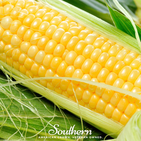 Bodacious Corn – 30 Seeds, additional product view 2