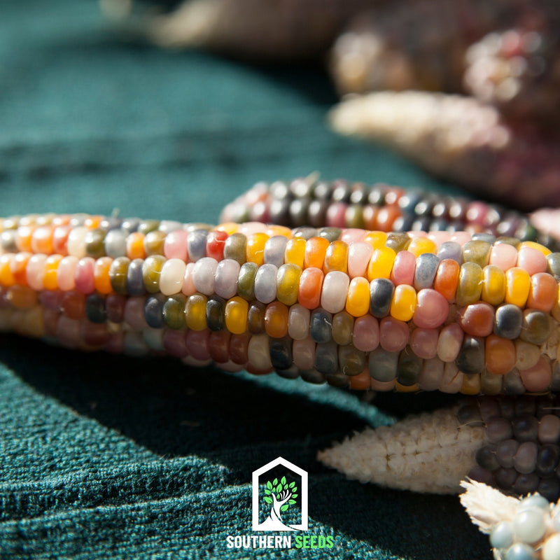 Load image into Gallery viewer, Glass Gems Corn – 30 Seeds
