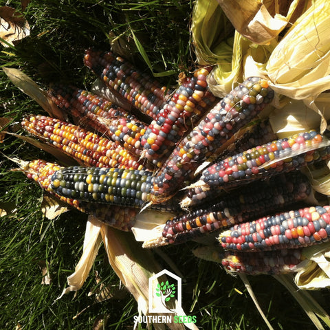 Glass Gems Corn – 30 Seeds, additional product view 2