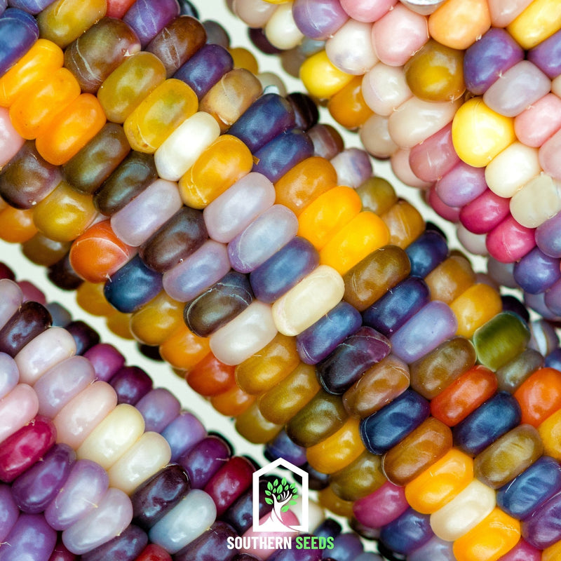 Load image into Gallery viewer, Glass Gems Corn – 30 Seeds
