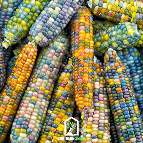 Glass Gems Corn 30 Seeds