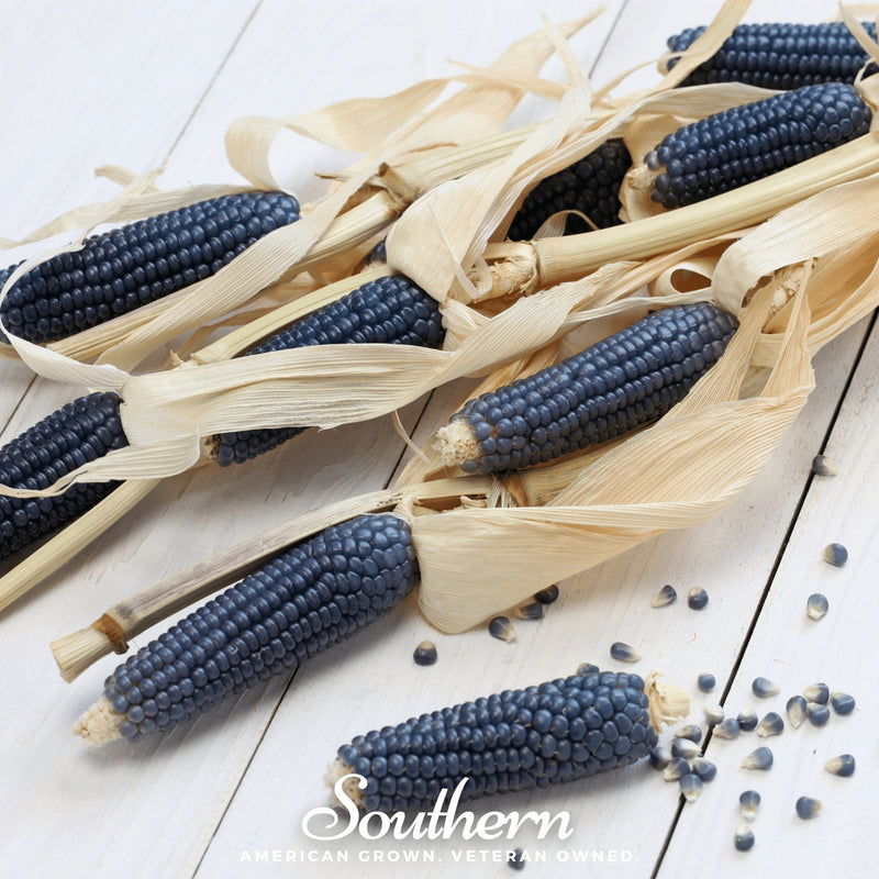 Load image into Gallery viewer, Hopi Blue Corn – 30 Seeds
