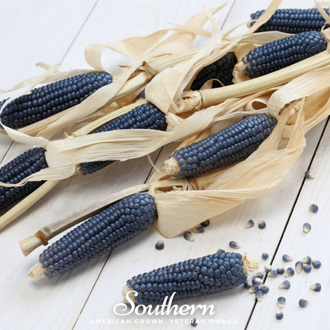 Hopi Blue Corn seeds package, 30 count, GrowTime Garden Supply