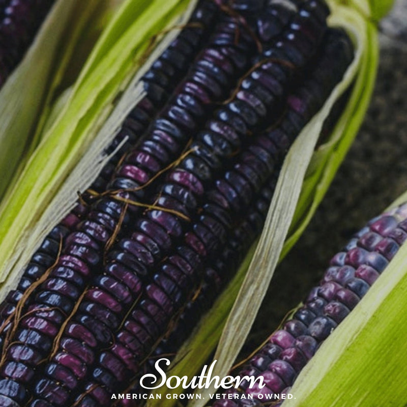 Load image into Gallery viewer, Hopi Blue Corn – 30 Seeds
