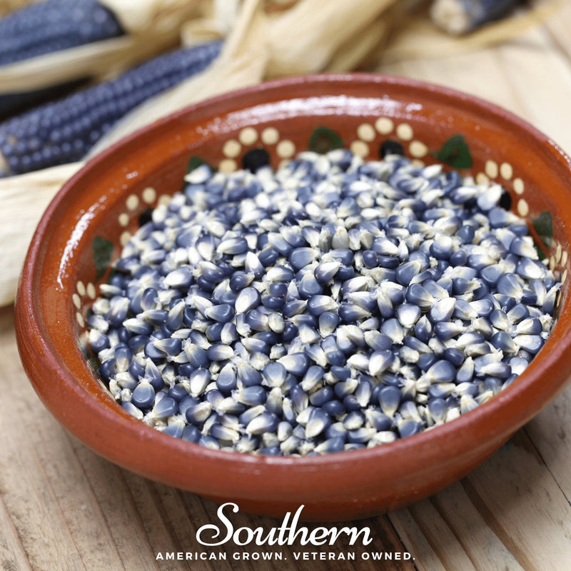 Load image into Gallery viewer, Hopi Blue Corn – 30 Seeds
