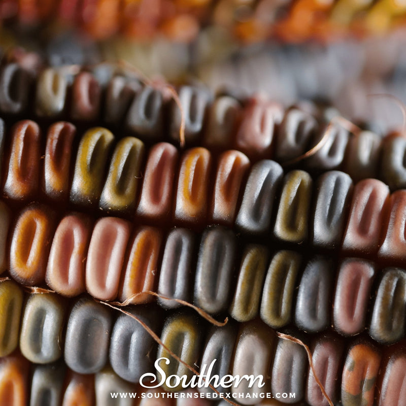 Load image into Gallery viewer, Indian Ornamental Corn – 30 Seeds
