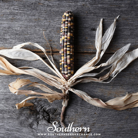 Indian Ornamental Corn seeds package, 30 count, GrowTime Garden Supply