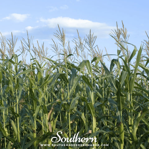 Indian Ornamental Corn – 30 Seeds, additional product view 2