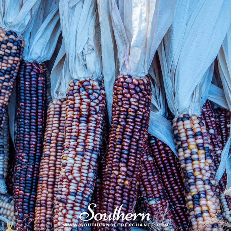 Load image into Gallery viewer, Indian Ornamental Corn – 30 Seeds
