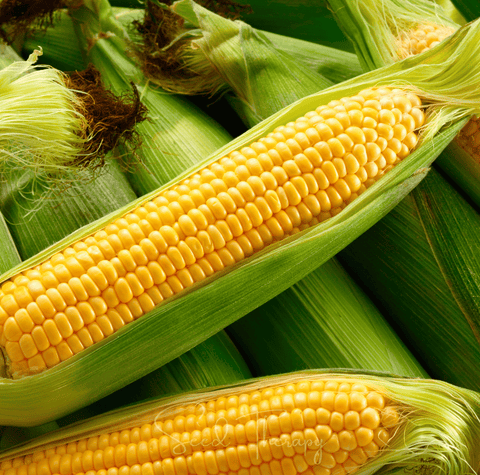 Kandy Korn Corn 30 Seeds