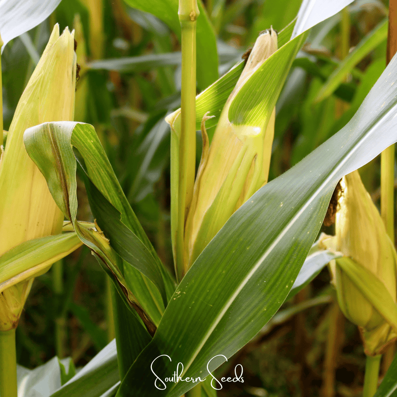 Load image into Gallery viewer, Kandy Korn Corn – 30 Seeds
