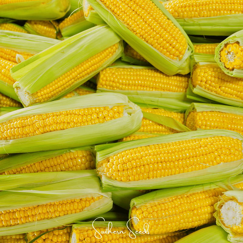 Load image into Gallery viewer, Kandy Korn Corn – 30 Seeds
