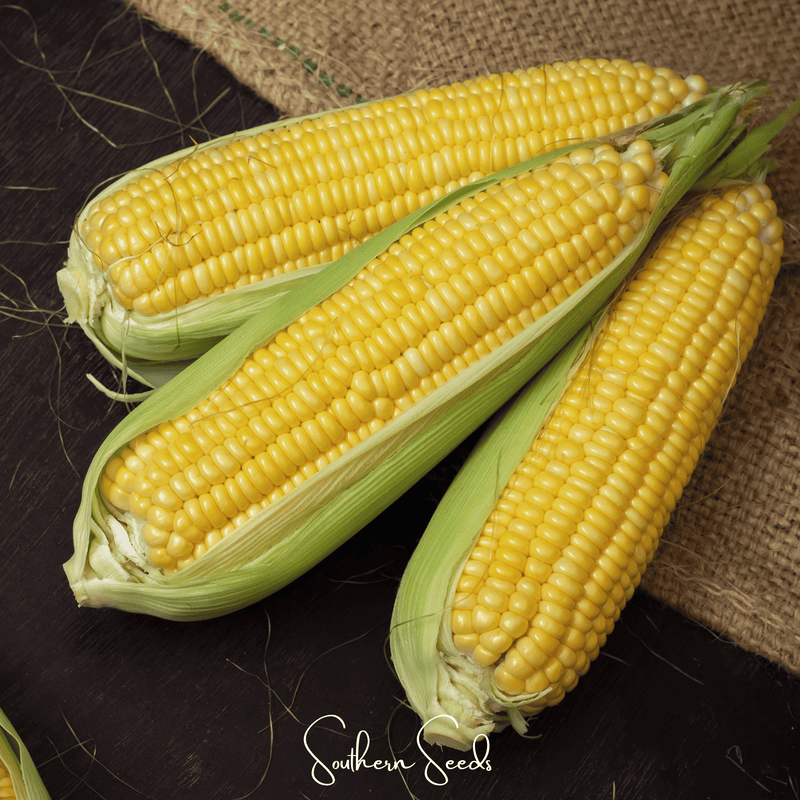 Load image into Gallery viewer, Kandy Korn Corn – 30 Seeds
