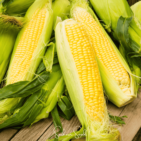 Kandy Korn Corn – 30 Seeds, additional product view 2