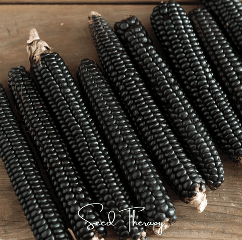 Morado Montana Maize Corn 25 Seeds