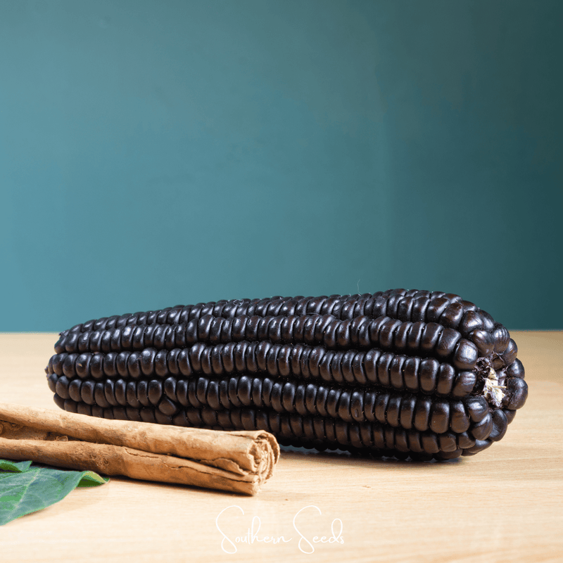 Load image into Gallery viewer, Morado Montana Maize Corn – 25 Seeds
