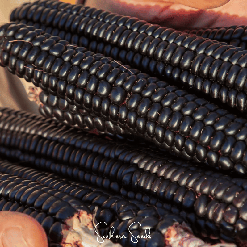 Load image into Gallery viewer, Morado Montana Maize Corn – 25 Seeds
