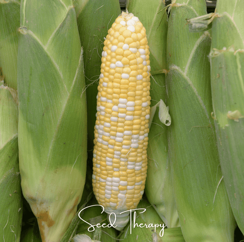 Peaches and Cream Corn seeds package, 30 count, GrowTime Garden Supply