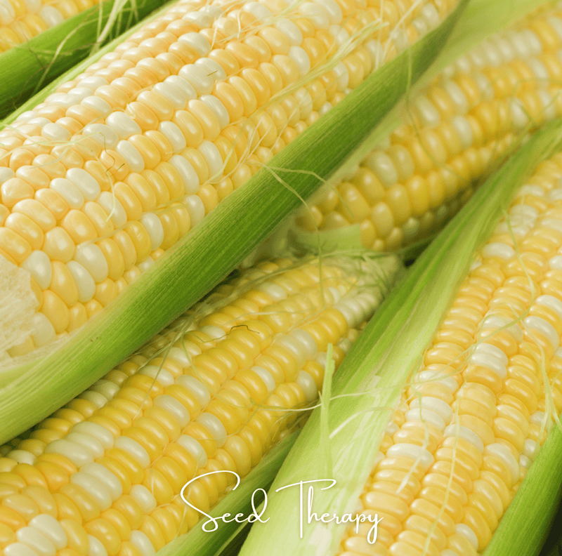 Load image into Gallery viewer, Peaches &amp; Cream Corn – 30 Seeds
