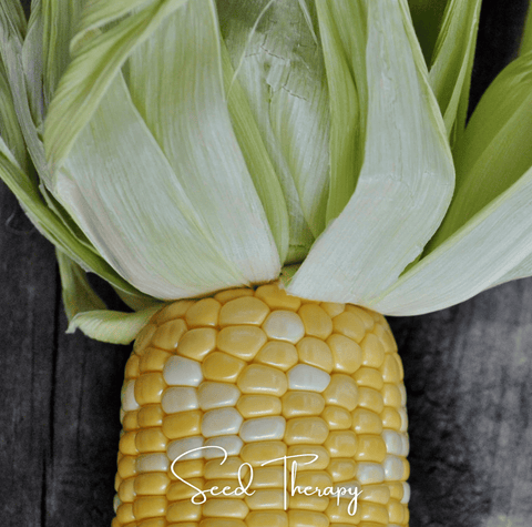 Peaches & Cream Corn – 30 Seeds, additional product view 2