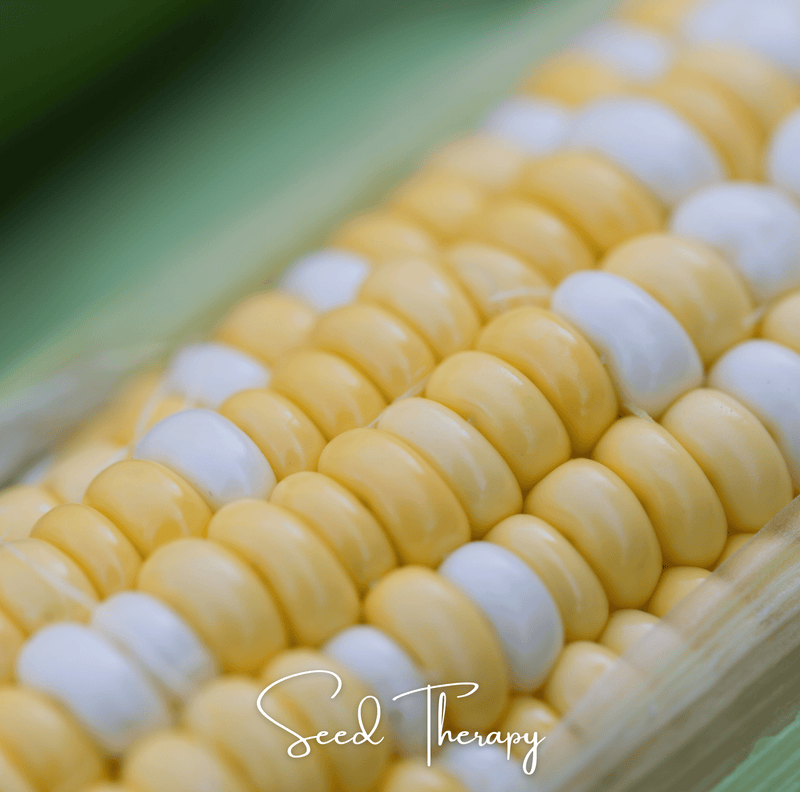 Load image into Gallery viewer, Peaches &amp; Cream Corn – 30 Seeds
