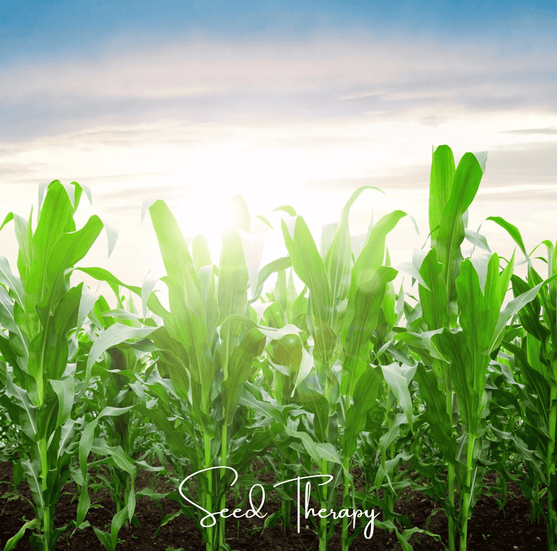 Load image into Gallery viewer, Peaches &amp; Cream Corn – 30 Seeds
