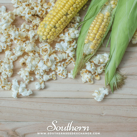 Popcorn Corn – 30 Seeds, additional product view 2