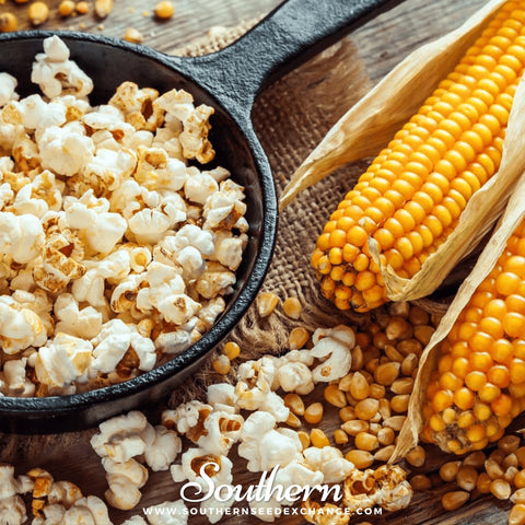 Popcorn Corn seeds package, 30 count, GrowTime Garden Supply