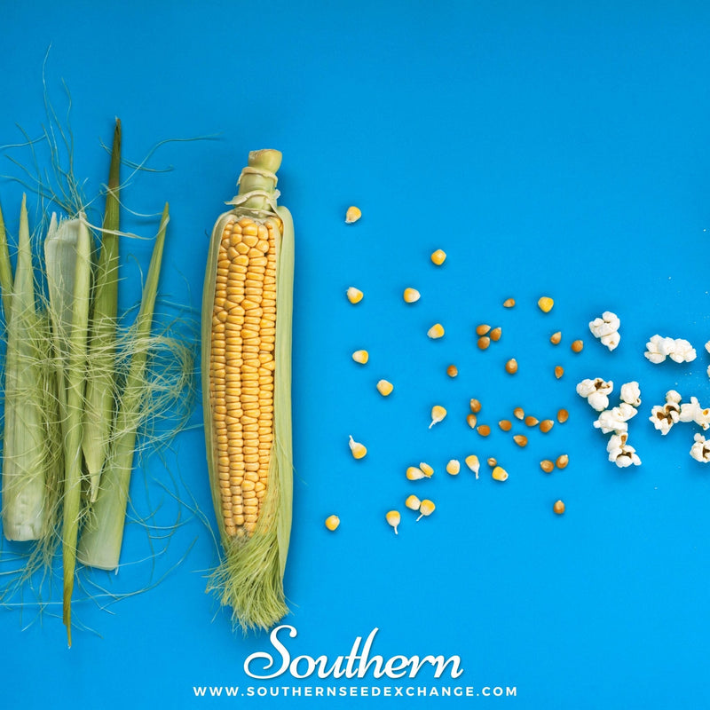 Load image into Gallery viewer, Popcorn Corn – 30 Seeds
