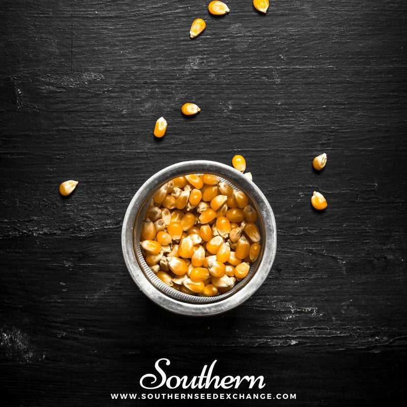 Load image into Gallery viewer, Popcorn Corn – 30 Seeds
