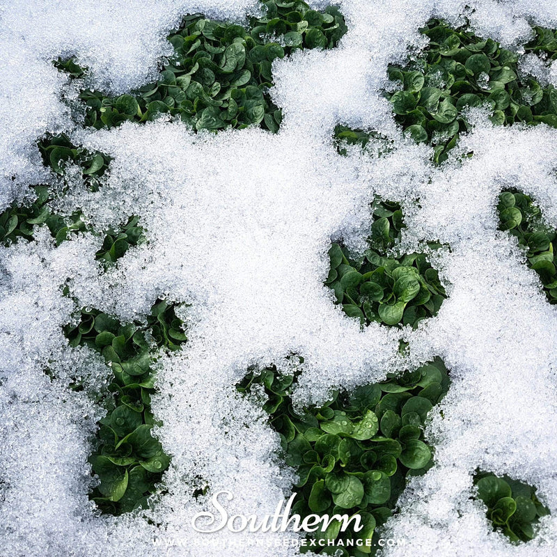 Load image into Gallery viewer, Corn Salad – 100 Seeds
