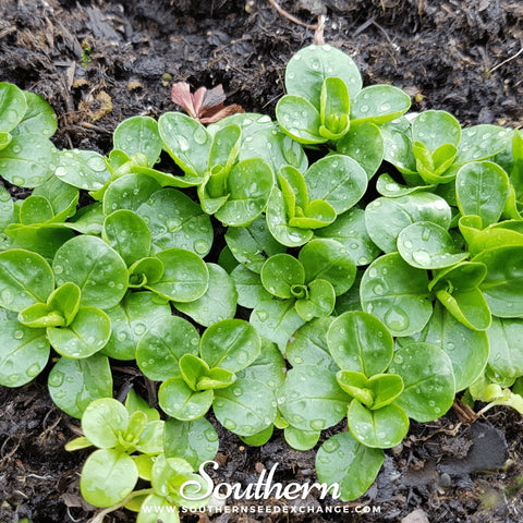 Corn Salad – 100 Seeds, additional product view 2